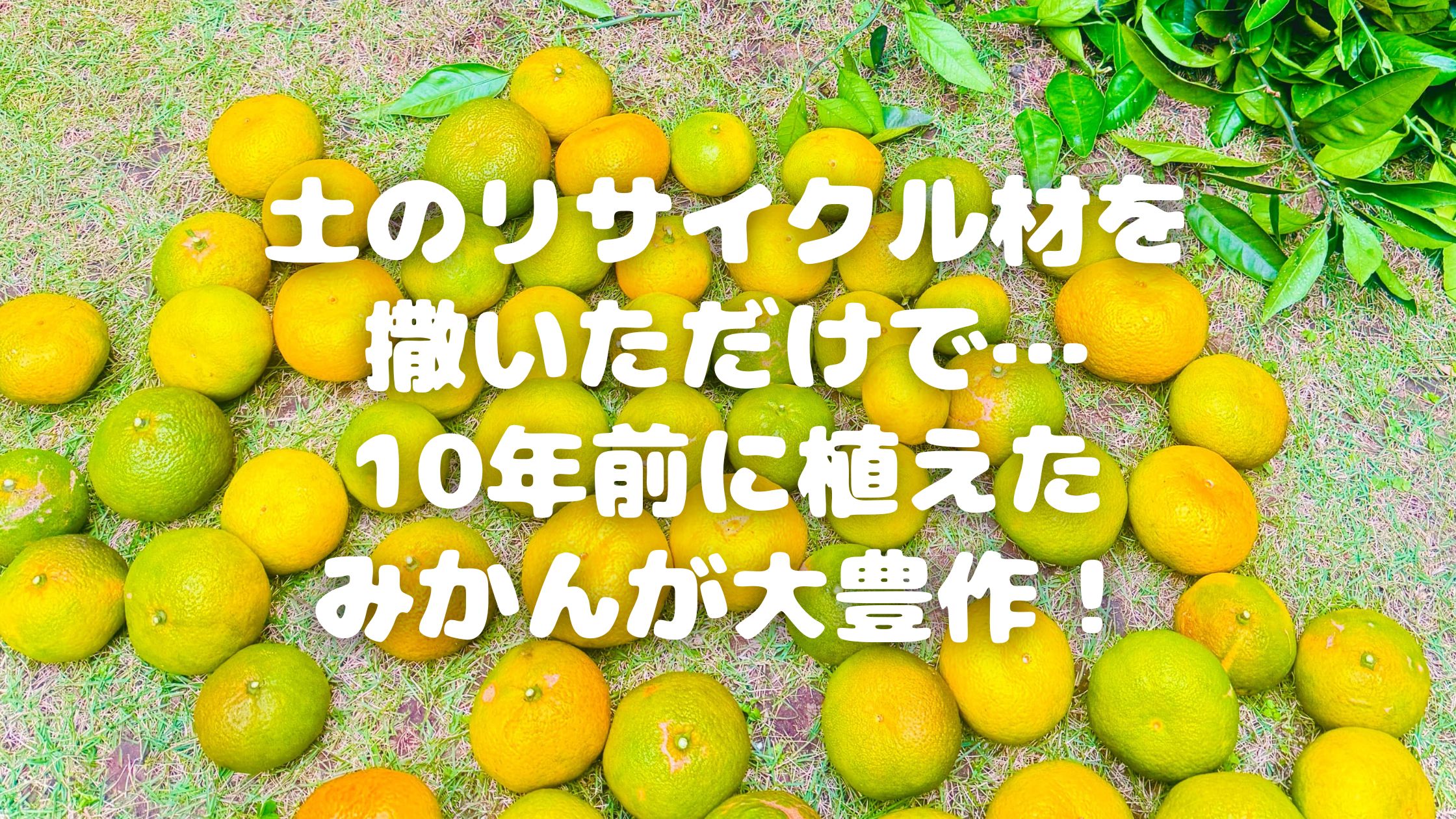 土のリサイクル材を撒いただけで…10年前に植えたみかんが大豊作！